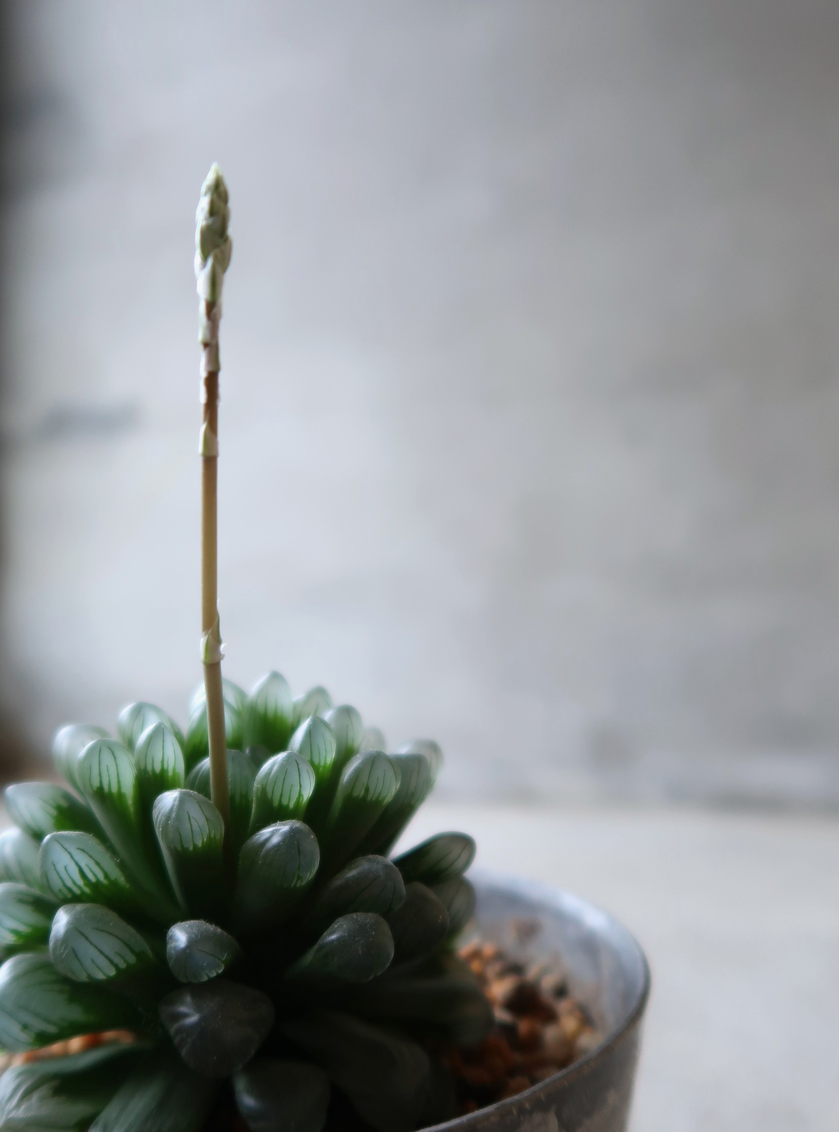 4/19(日) 20(月) は アトリエショップ Open Day です。